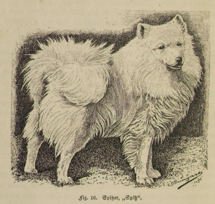 weißer Spitz, Großspitz